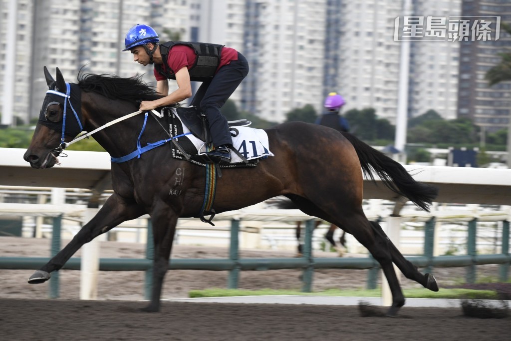 第八場三班一千米的「飛龍在天」,今早由莫雷拉在大圈快跳。 第八場三班一千米的「飛龍在天」,今早由莫雷拉在大圈快跳。