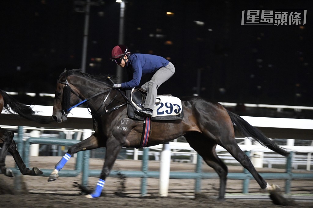 「常嚐發財」助手踱兩圈，步挺順暢有彈力，馬身極之壯健，毛色鮮明潤澤，神態對辦上佳水準。