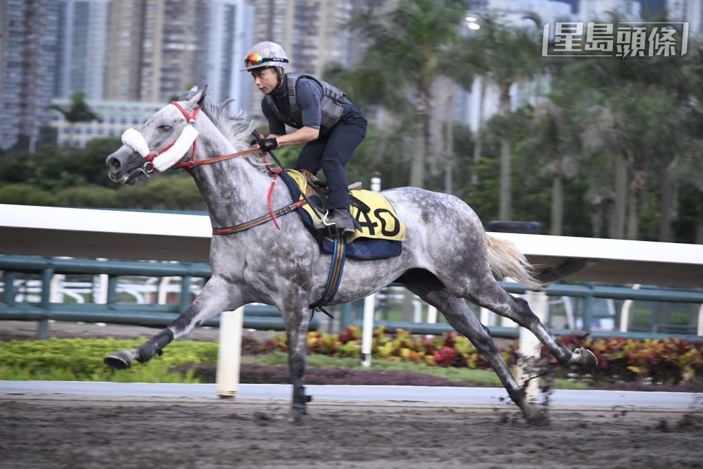 「小鸟」增添了面箍出试，两个配备都是白色，加上此马毛色是灰色，样子相当趣怪。