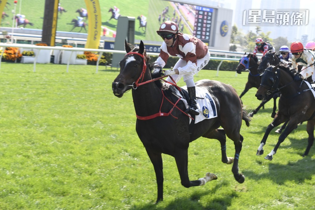 潘子聰醫生除了養有「會當凌」及「一生好彩」外，他和好友譚智峯亦有一起養有的「俏眼光」(圖)，