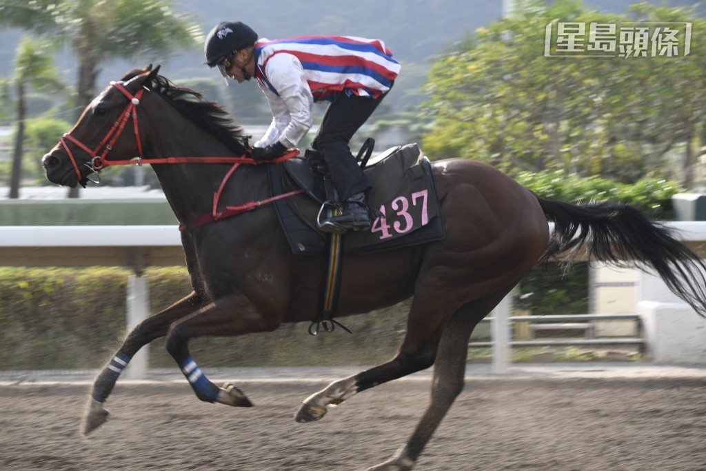 除「光年魅力」之餘，潘頓元旦另騎「綫路滿貫」、「耀寶」(圖)、「笑喜喜」、「雙子美麗」、「卓越蒨鋒」、「智多多寶」、「同喜」及「威威父子」。
