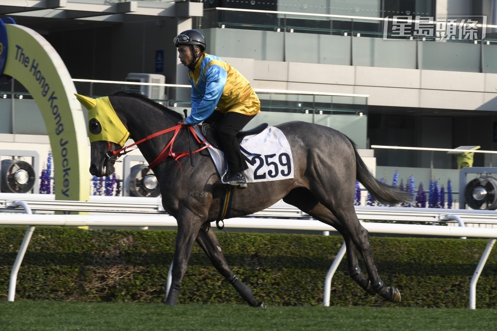 周三晚第一場「神燦金剛」(圖) 和第五場「神異金剛」分頭出擊，這兩駒來港後需時適應水土，但評分已調整不少，或有力反彈。