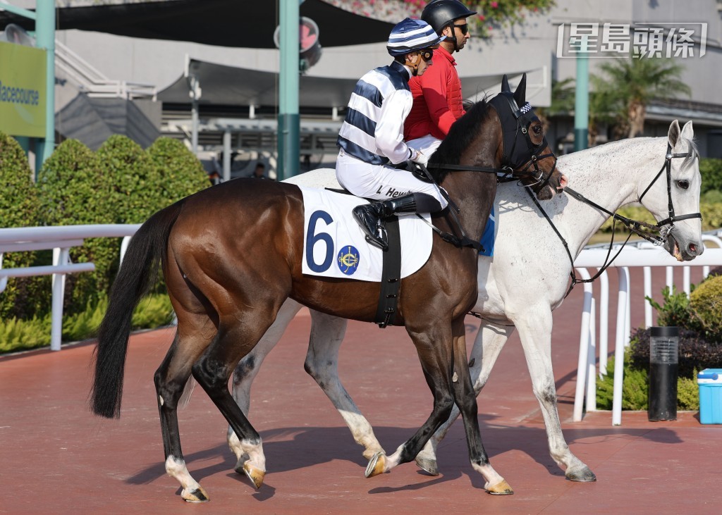 「智勝神駒」來港前在巴西的最後一仗以壓倒性姿態揚威一級賽聖保羅賽馬會大賽。