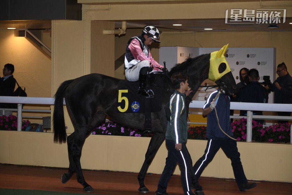 「特別美麗」(圖) 在港出賽三十五次，仍未打開勝門，周日轉戰泥地一哩賽。
