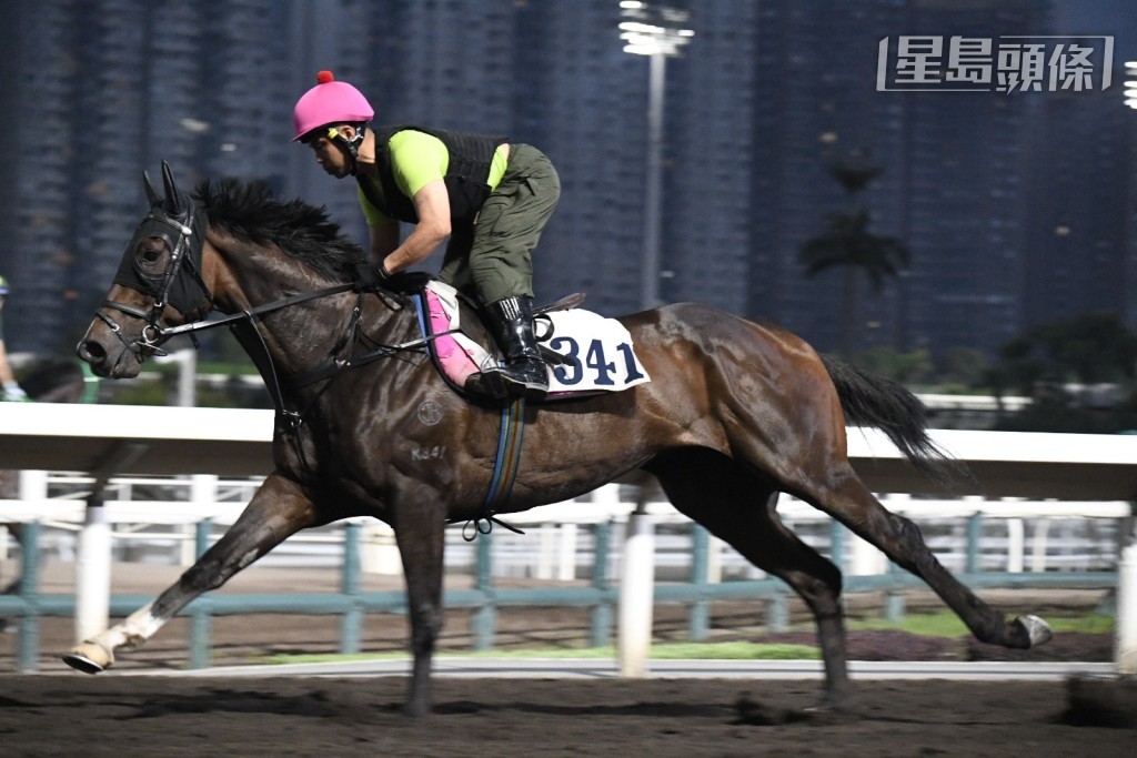 周日有程马「哈罗威」 (J280)及「黄金骑士」(K341) (图) 出大圈操练时，威哥都高举望远镜吼到实，动态积极。