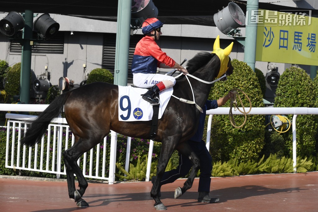 何鴻燊兒子何猷亨目前在港個人名下養有「爆笑」、「爆竹」(圖)、「爆熱」及L374，四駒都是交由告東尼訓練。