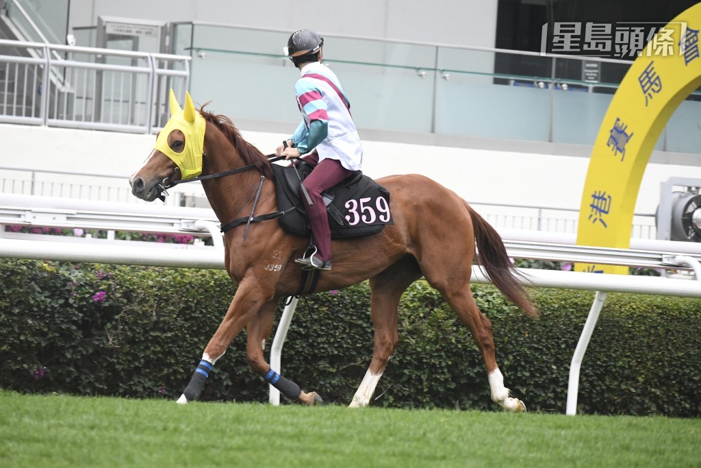 「天下宠儿」周日将出战第一场田草一千米直路赛，今场是转入廖厩后初出，配华人骑师周俊乐，马儿获得靓女马主亲自入仓打气，或会更加努力，周日尽力为主人争取佳绩。