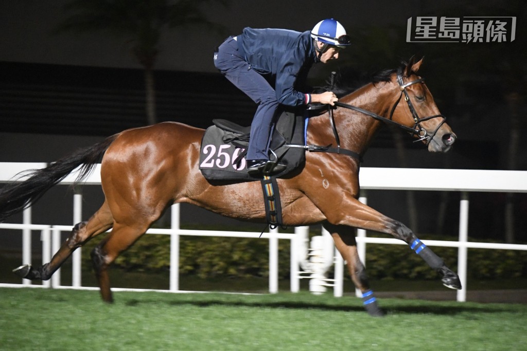 今早六时十五分左右，布文伙拍「祝愿」(图) 跳草地，廖康铭更亲自接马到草地出跳，动态紧张。