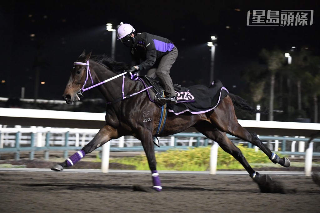 「新力驕」跳來清風送爽完成，火猛力足毛色悅目油潤，觀感依然極佳。