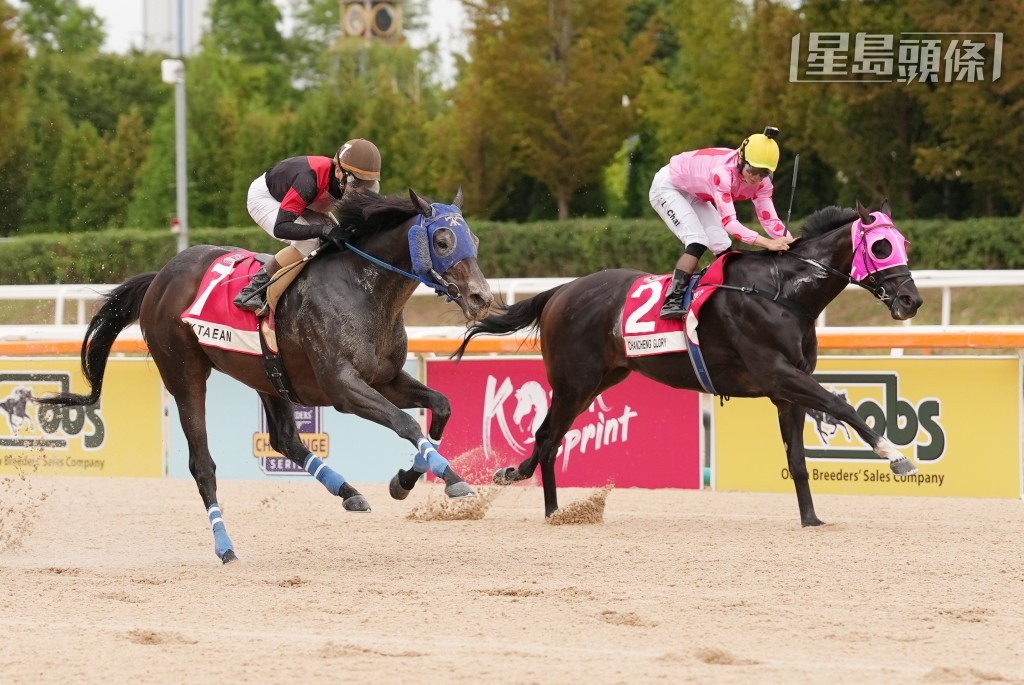 「禪勝輝煌」(粉紅色綵衣)在南韓一戰跑獲出色的亞軍。 「禪勝輝煌」(粉紅色綵衣)在南韓一戰跑獲出色的亞軍。