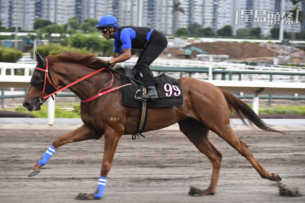 田泰安試了參戰馬「五福星」(圖) 同「雙星報喜」，尤其為前駒出跳極矚目，除了狀態出色，走勢譽滿欄邊。