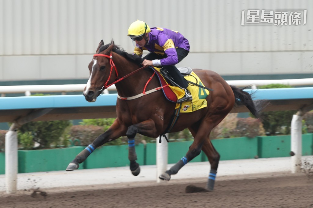 「驕陽明駒」今早在沙田試閘時交出強勁表現。 「驕陽明駒」今早在沙田試閘時交出強勁表現。