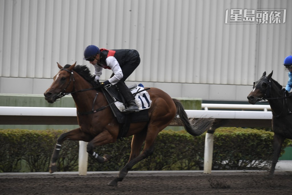周日競駿會派出共五駒上陣，第七場「競駿皇者」(圖) 是另外一匹機會馬。