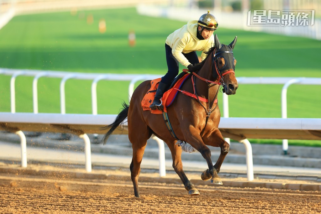 「自強不息」週末力求揚威大賽。