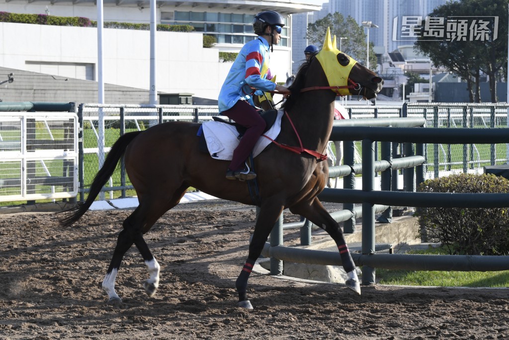  周三晚角逐第三場四班一哩的「翠兒威威」(圖)，上場爭同程在周俊樂胯下排十二檔，形勢不利，結果飲恨跑得第二名。