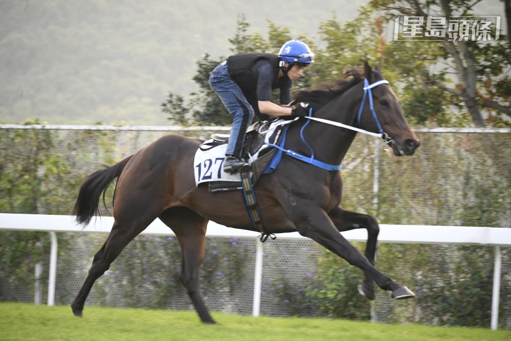 「川河帥駒」近來所見馬身好粗壯，充滿了線條美，神色活躍朝氣勃勃，火力充足，傷癒對辦。