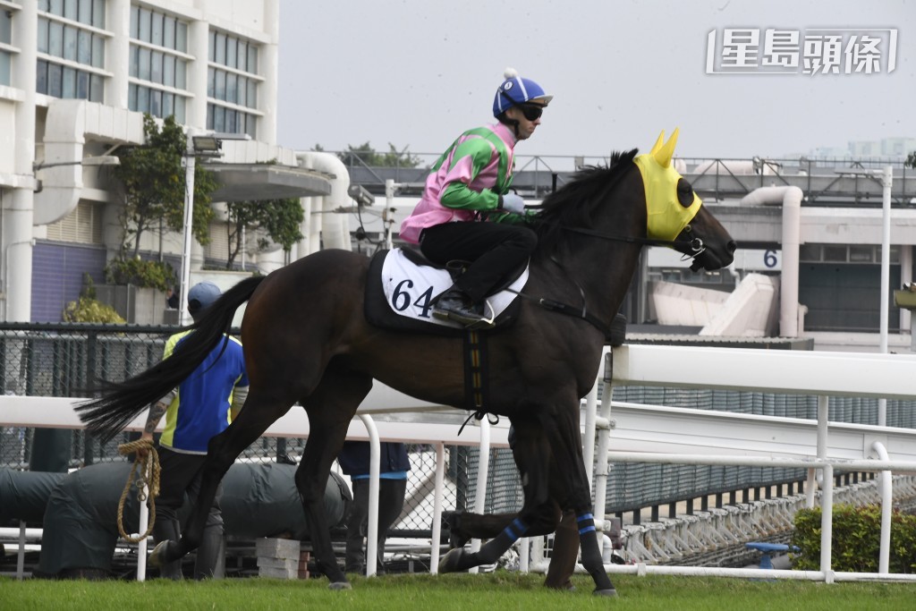 廖康铭旗下的「友莹光」(图) 将在一月一日元旦赛马日初出，跑第九场三班千二米；单看这个马名，马迷自然联想起前香港短途良驹「友莹格」。