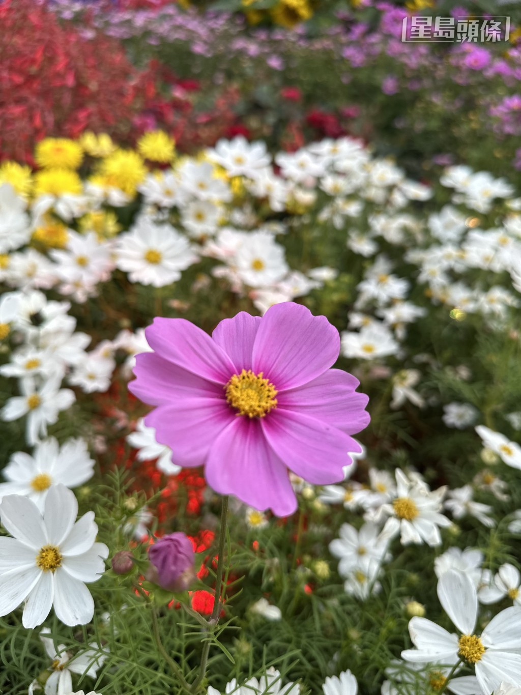 主題花為秋英，顏色豐富繽紛，包括有粉紅、白色、紫紅、橙色等，花瓣輕薄如紗。