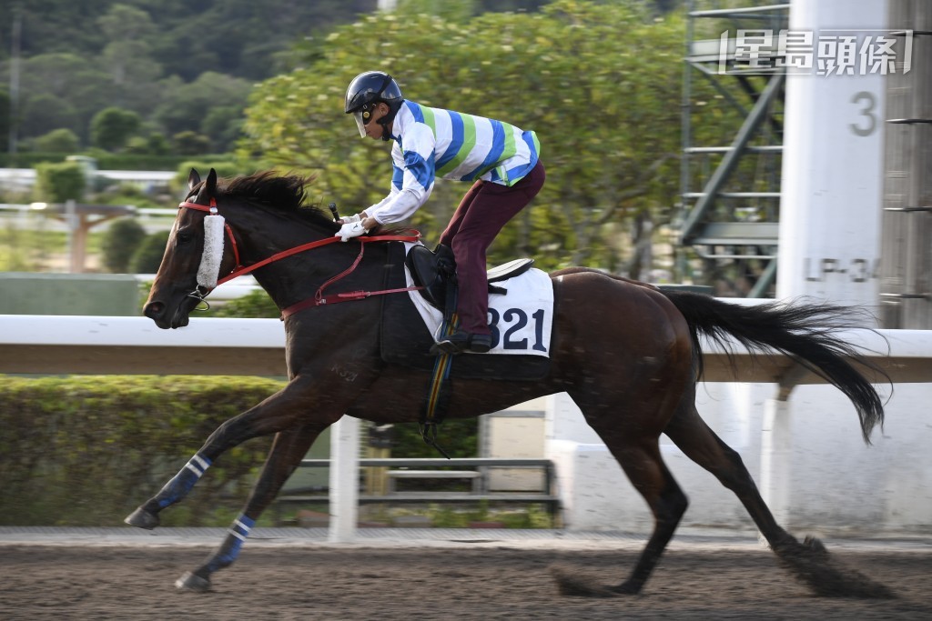 「遨遊波士」(圖) 上場初配潘頓跑第三名，表現不錯，潘頓唔放手，今場全力補中。