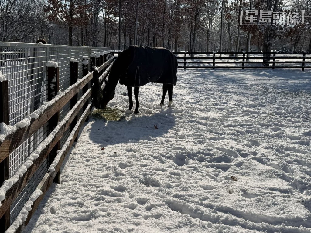 馬主陳家樑說:「我有朋友日前剛前往北方牧場探望『金鎗六十』(圖),馬兒沒有受地震影響,一切生活如常。」 馬主陳家樑說:「我有朋友日前剛前往北方牧場探望『金鎗六十』(圖),馬兒沒有受地震影響,一切生活如常。」
