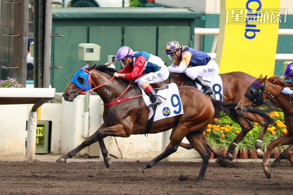 儿子Thomas诞生后更带旺爸爸艾兆礼，刚周日沙田赛事，艾兆礼以「花开」(图)赢马，更是骑者在沙田十三连胜， 气势正旺。