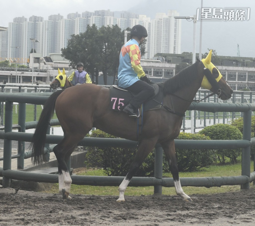 「嘉應傳承」(圖) 周三晚初次於谷草上陣，配上唯一贏馬拍檔艾兆禮，以及抽得一檔起步，成績如何？
