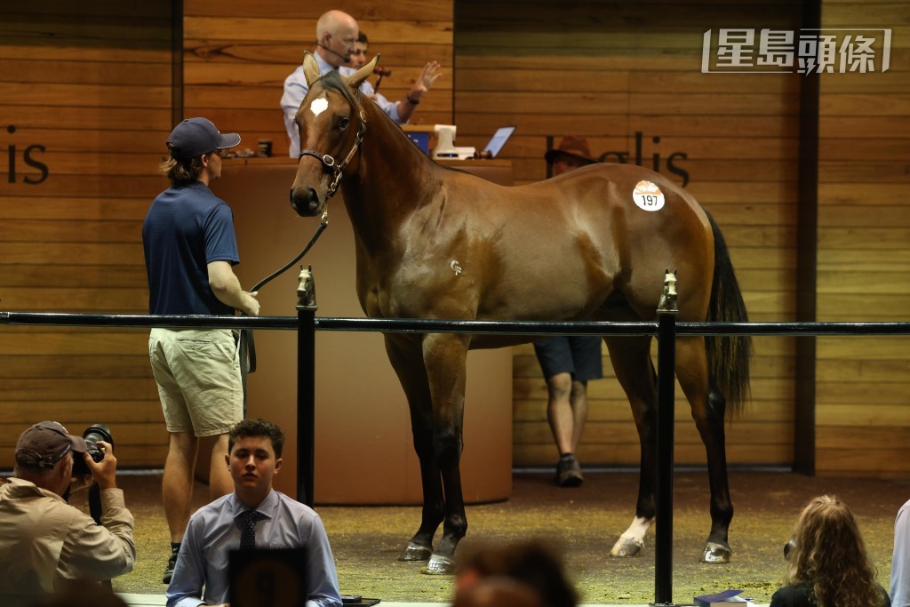 「包裝」系購入一匹出自父系「豪華房車」的棗色幼馬,成為首天拍賣會兩匹最高價成交馬之一。 「包裝」系購入一匹出自父系「豪華房車」的棗色幼馬,成為首天拍賣會兩匹最高價成交馬之一。