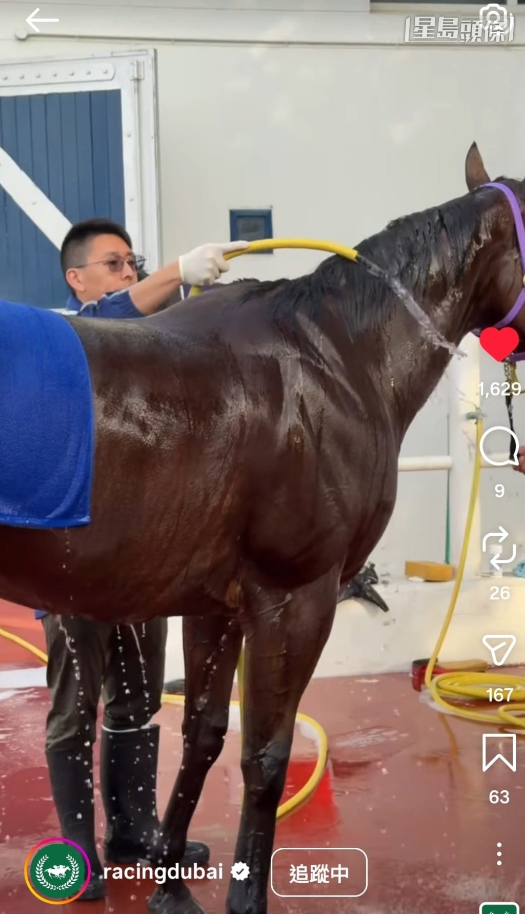 日前杜拜马会分享苏伟贤马房团队细心为「升泷驹」冲凉的短片，马儿气定神闲，似乎在杜拜适应不错。相片来源：杜拜马会