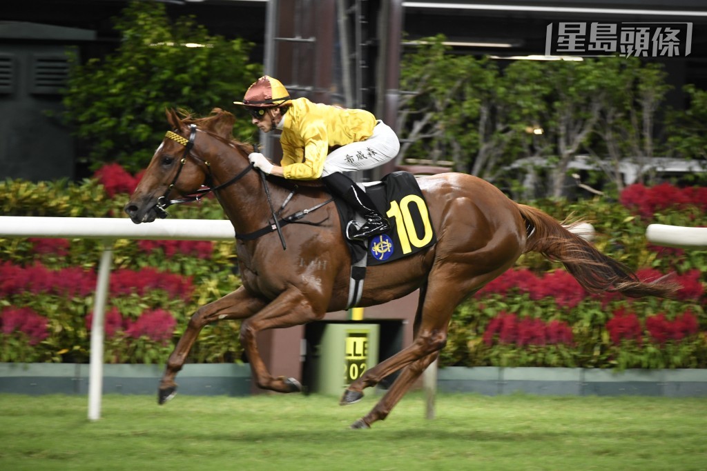  希威森下周三除了騎「昇瀧駒」外，還卜定「巴閉哥」、「盈益善」、「譽友駿駒」(圖)、「榮耀盛甲」、「凝妙星」、「快樂寶寶」。