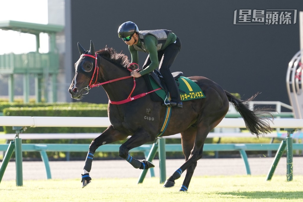 今次「金鑽貴人」周日將在景色優美的中山競馬場中與「里見夢境」、「賢德之君」及「大海女神」等一級賽盟主及其他佳駟同場較勁。