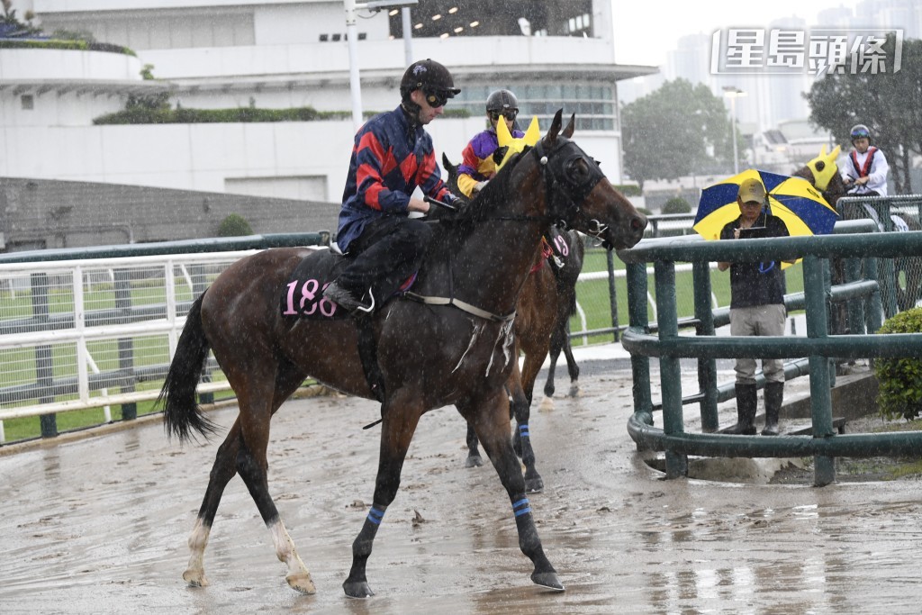 奧爾民六點十分試今次參戰馬「駿奕快車」(圖)，最矚目課前課後姚本輝都到機坪主持大局，捉住阿民密斟。