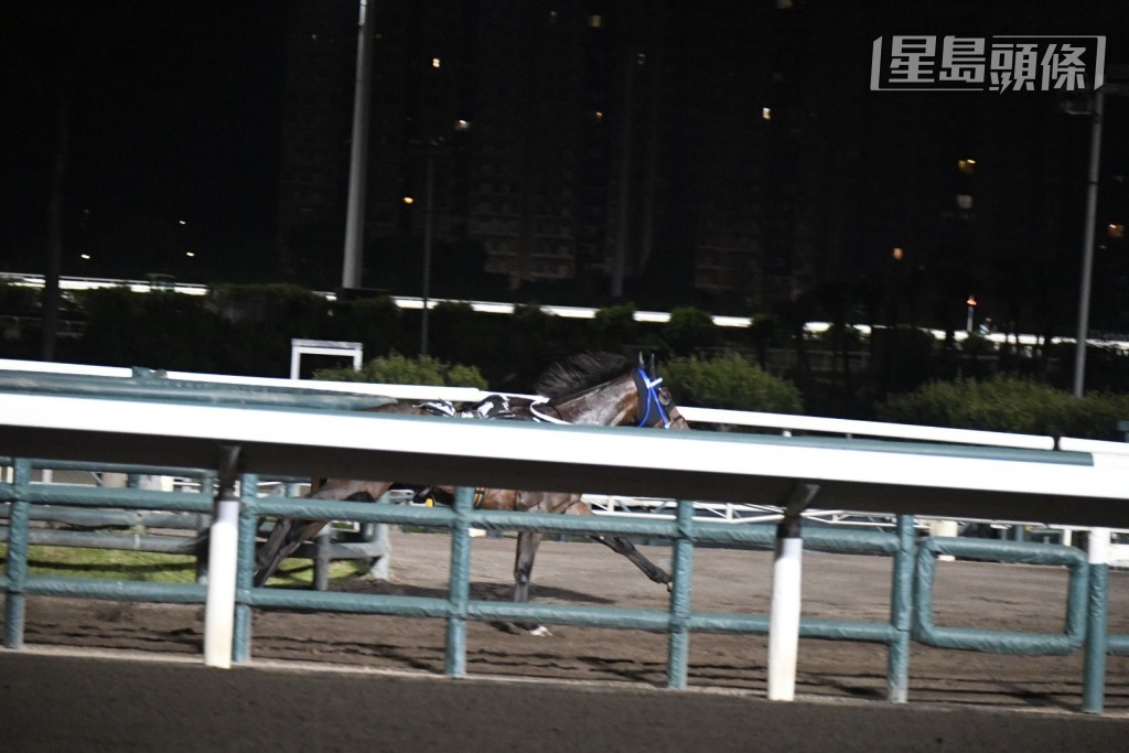 今早約五時十分，方廄的「堅多福」(K306) (圖) 在內圈大約千四米處突然拋下騎馬人，空馬掃下不少欄杆，然後衝入隧道再跑回內圈，來回跑了兩次。