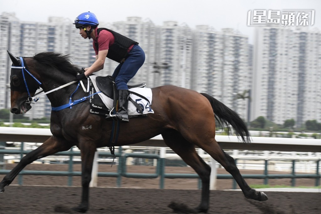 「滿心星」(圖) 出戰第七場,莫雷拉曾夥拍「心星」系關氏家族的「達心星」贏香港打吡大賽。 「滿心星」(圖) 出戰第七場,莫雷拉曾夥拍「心星」系關氏家族的「達心星」贏香港打吡大賽。