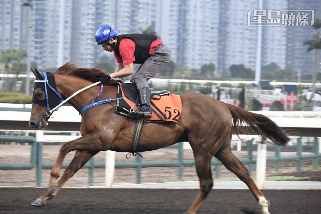 當「好好戀愛」(圖) 和「鈁糖武士」一對周三谷草參戰馬出操時，方氏父子聚精會神地吼實，動態積極。