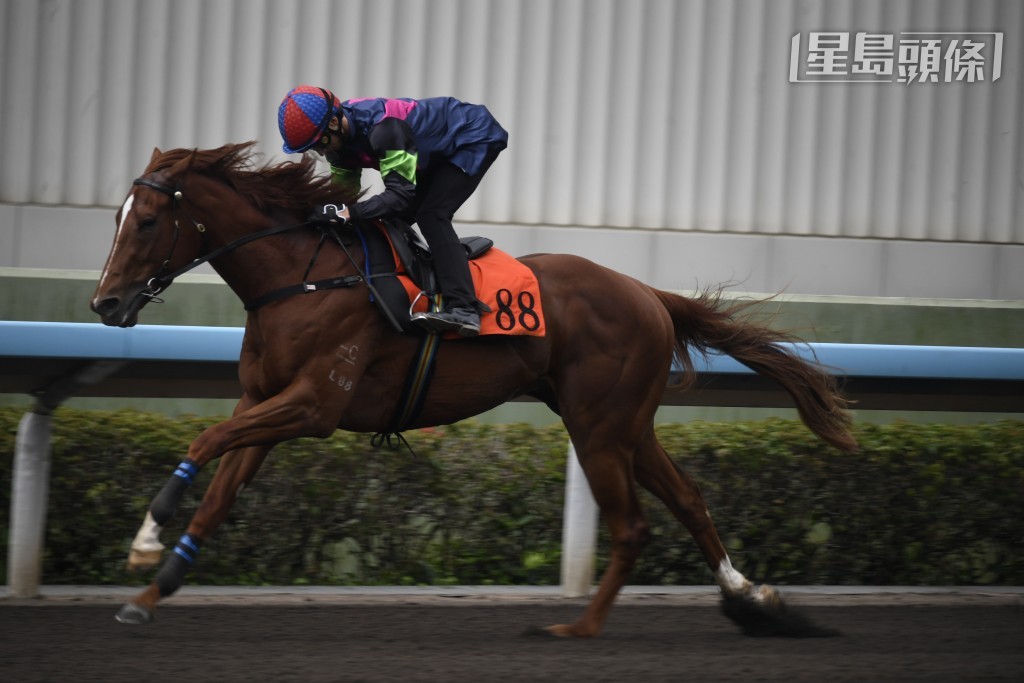  「旺旺嘉驹」(图) 今次升三班仅负一一五磅，有望收复前失赢马而回。