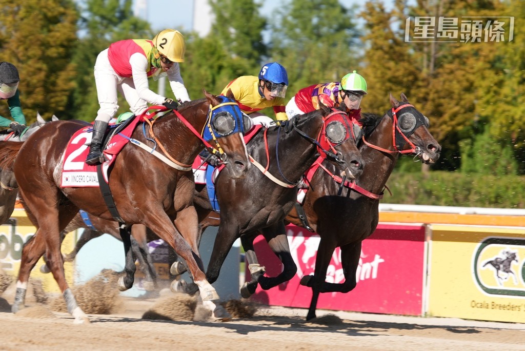 「華麗再勝」（內）在三級賽韓國短途錦標中在金誠剛胯下跑獲第五名。