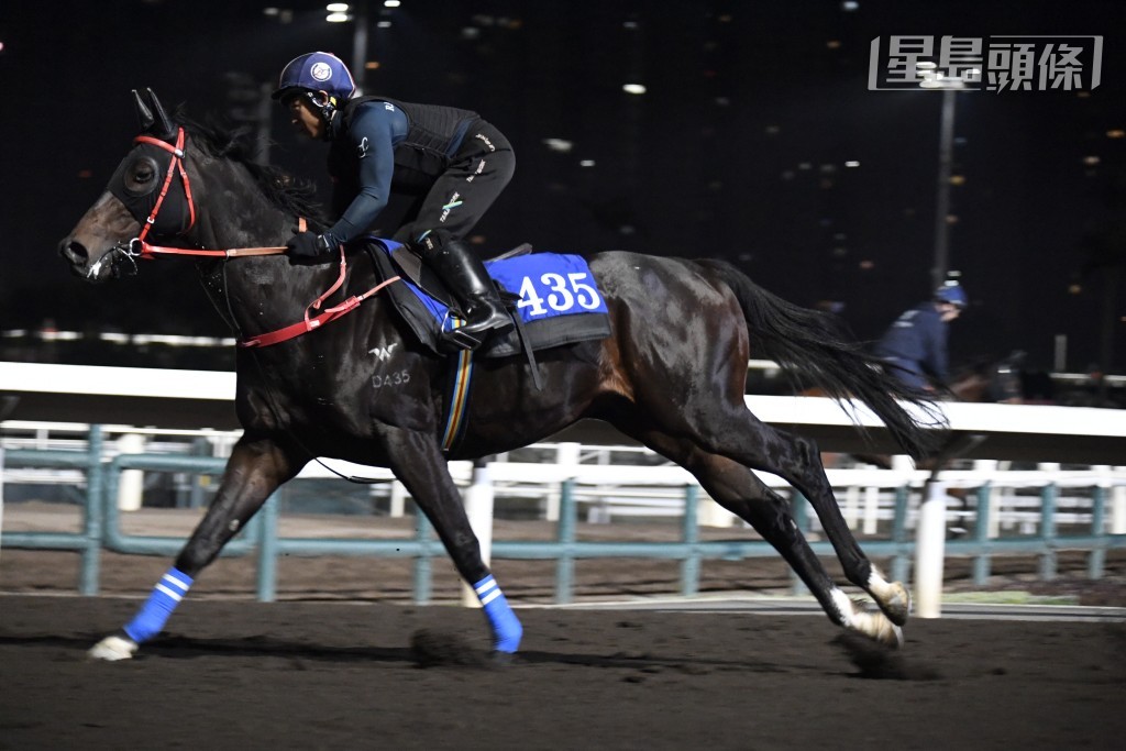 「健康愉快」(圖) 戴頭罩由助手跳兩段，精神飽滿走勢硬朗，身壯實淨，老馬保養好。