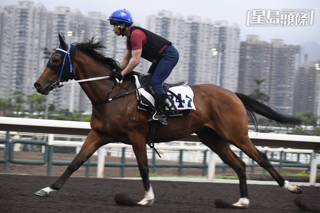 「喜馬」(圖) 跑第四場,上場配巴度贏馬,莫雷拉接手這匹新勝馬,連捷機會濃 「喜馬」(圖) 跑第四場,上場配巴度贏馬,莫雷拉接手這匹新勝馬,連捷機會濃