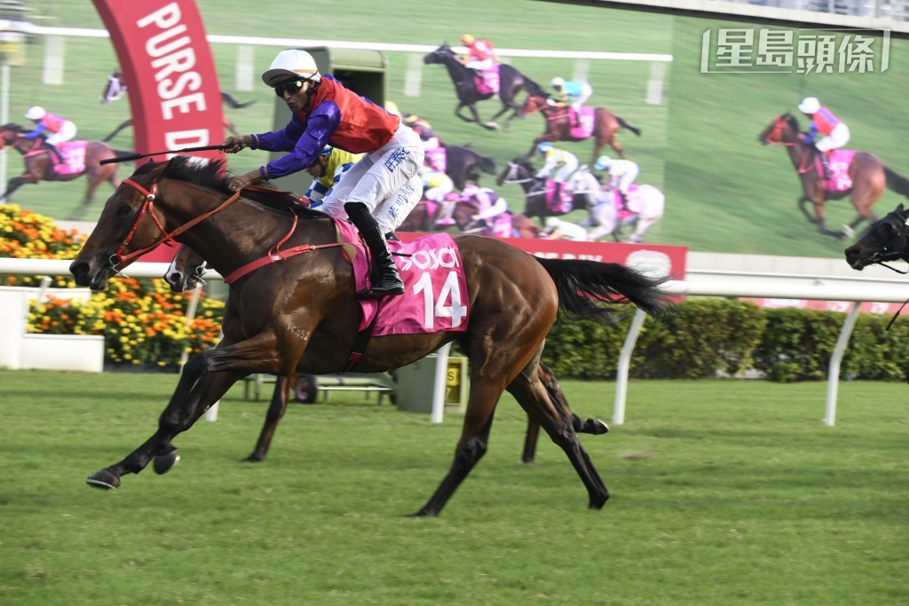 有消息指女皇盃本地代表「安騁」(圖) 亦有機會退出，倘若屬實的話，女皇盃參賽馬數目將降至十匹。