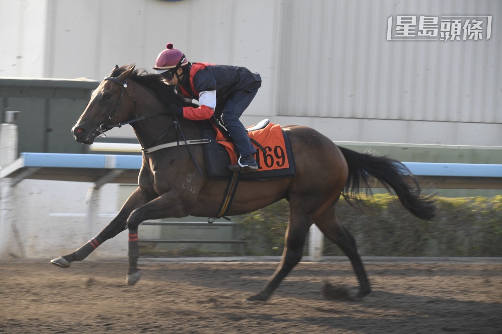 单看「巨灵神」(图) 的马名，已知道马主对爱驹很有期望，说不定今场在港首战，即立展示巨大的威力。