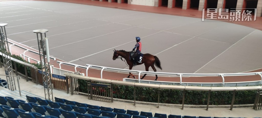 大部分日本参战马包括「巧绣生花」(图),以及法国参赛马「健身心」和「同工之妙」等,都在课后拉往马匹亮相圈行圈,预早适应环境。 大部分日本参战马包括「巧绣生花」(图),以及法国参赛马「健身心」和「同工之妙」等,都在课后拉往马匹亮相圈行圈,预早适应环境。