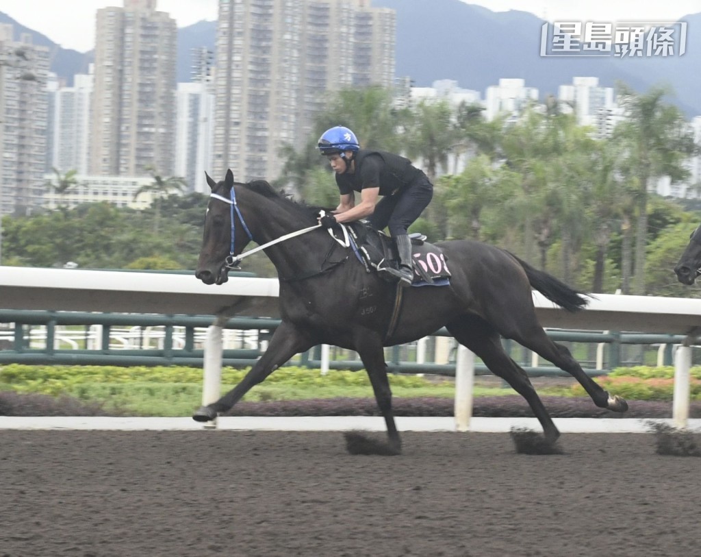 今晨「棒棒糖」由助手快跳時,方嘉柏特意走出欄邊,專心地觀看馬匹整個操練程序,全神貫注,十分重視。 今晨「棒棒糖」由助手快跳時,方嘉柏特意走出欄邊,專心地觀看馬匹整個操練程序,全神貫注,十分重視。