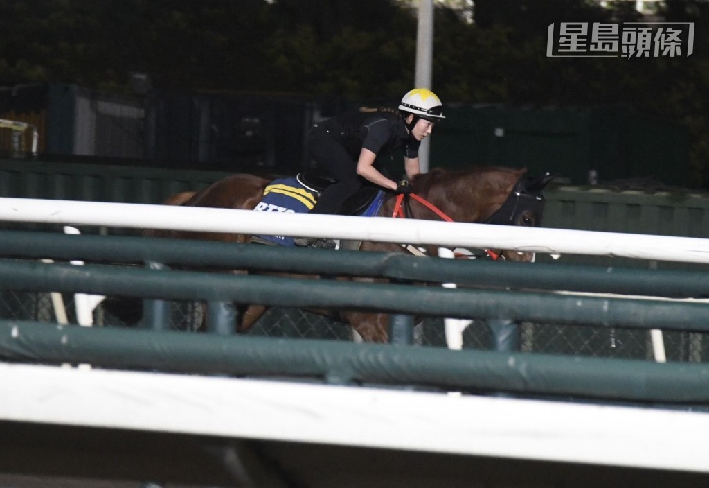 今朝早上六时正，是黄宝妮伤愈后，初次戎装操一匹退役马。