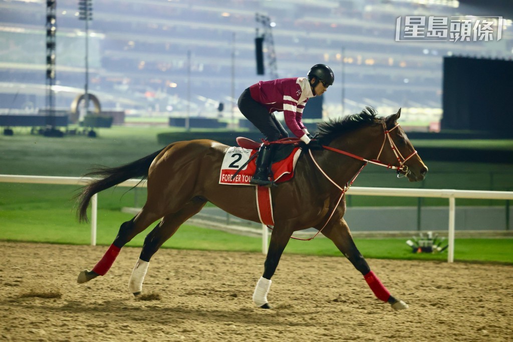 賽馬會金盃現階段只有五駒列陣,去年日本馬王「青春永駐」在此一枝獨秀,預計屆時將是一點二倍一面倒大熱門。 賽馬會金盃現階段只有五駒列陣,去年日本馬王「青春永駐」在此一枝獨秀,預計屆時將是一點二倍一面倒大熱門。
