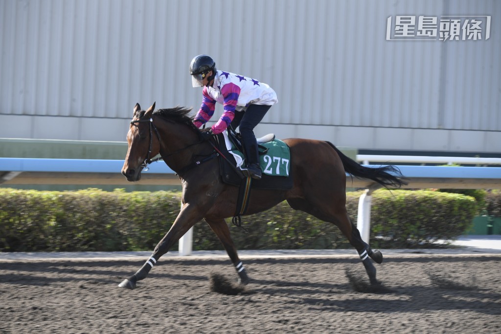 「極速滿貫」(圖) 前一場在奧爾民胯下跑第三名，今場配黃寶妮減磅出擊，且看能否有更接近的演出。