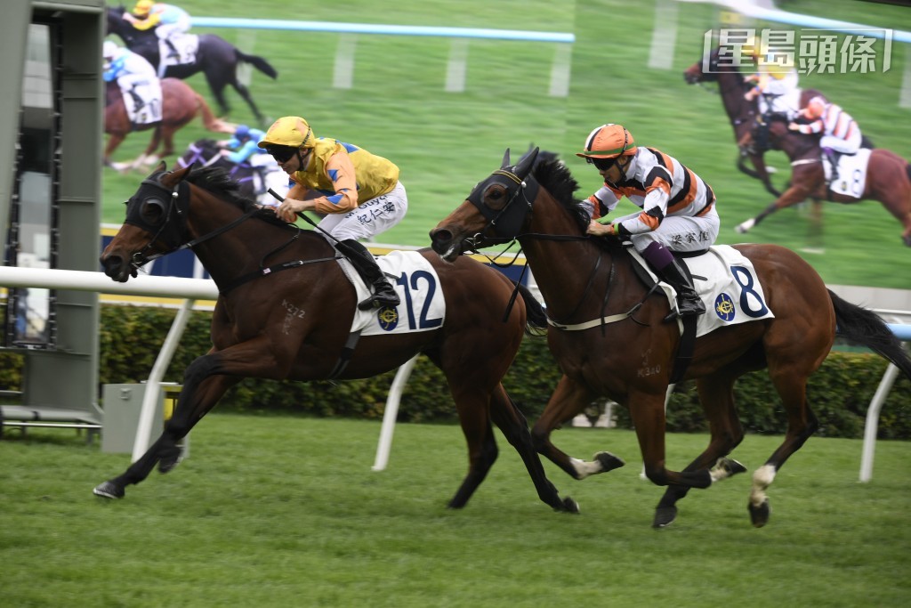 何澤堯周日的其他坐騎有「金多囍」(圖)、「騰達勇士」、「魅力知願」及「發財金戈」。