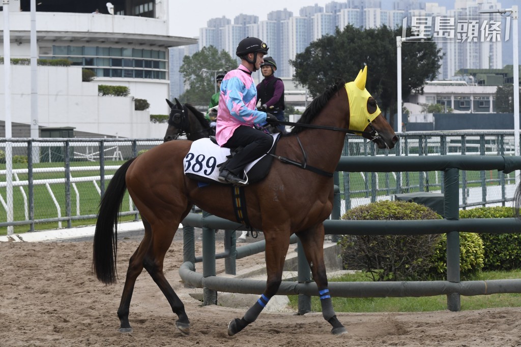 「源好運」助手踱兩圈，快慢由人試得乖巧，情緒大有改善，走勢硬朗步挺開揚，唞夠操足進度理想。