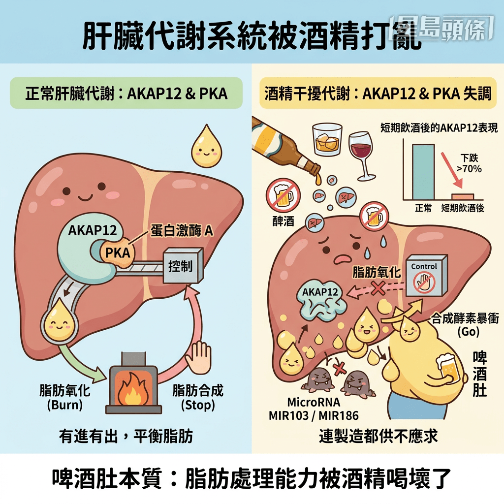 酒精停擺代謝非關啤酒熱量 酒精停擺代謝非關啤酒熱量