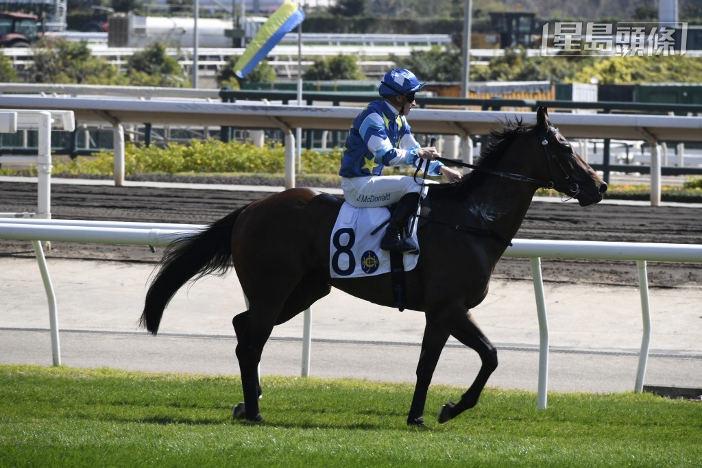 楊建文在新西蘭一口氣購入二十多匹馬，精挑細選「手機錶勁」（圖）來港。
