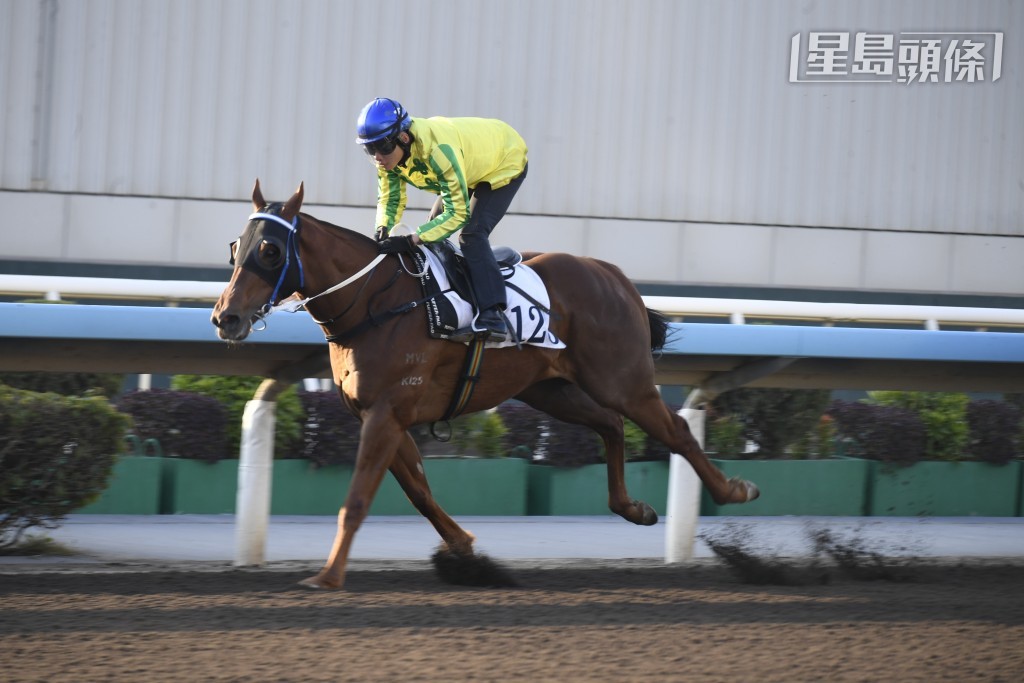 「富心星」助手踱兩圈，輕鬆完成步順爽勁，馬身壯健毛色潤澤，火力不錯躍躍欲試，不遜贏馬時候。
